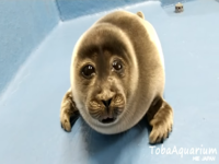 Crying Seal / He Was Forced to Eat Cement When He Was 6